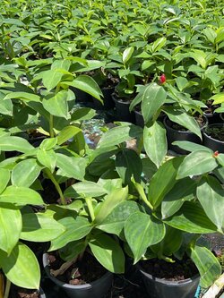 เอื้องหมายนา Crepe-ginger