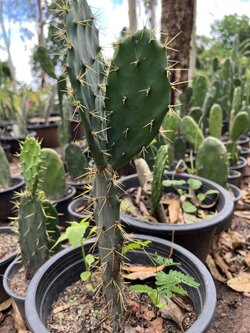 โอพันเทีย ทูน่า หนามทอง Opuntia Tuna
