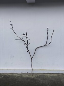 🌿 กิ่งไม้แห้งจริง Tree branch (เบอร์ 9)