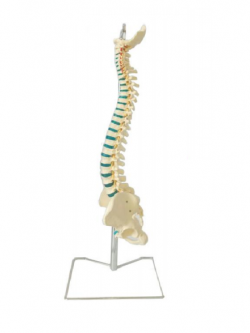 กระดูกสันหลังมนุษย์จำลอง