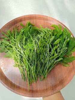 ยอดกระถินอ่อน Leucaena leucocephala (Lamk.) de Wit