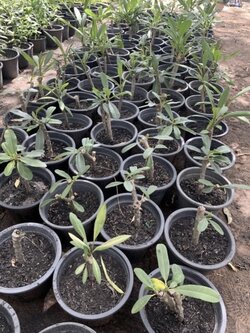 ต้นลีลาวดี Plumeria