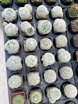 แมมขนนกขาว Feather Cactus