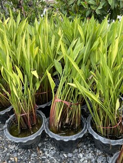 อเมซอนใบพายแคระ Bulltongue arrowhead