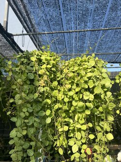 เดฟแตงโม Dischidia Watermelon