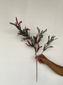 กิ่งใบโกสนสายรุ้งสยาม