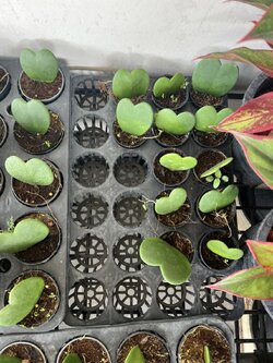 โฮย่า หรือ หัวใจทศกัณฑ์ Heart Leaf Hoya