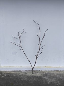 🌿 กิ่งไม้แห้งจริง Tree branch (เบอร์ 7)