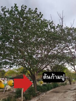 ต้นก้ามปู จามจุรี Samanea saman (Jacq.) Merr.