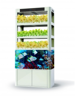 ตู้ปลูกผักไฮโดรโปนิกส์และตู้เลี้ยงปลาแบบควบคุม