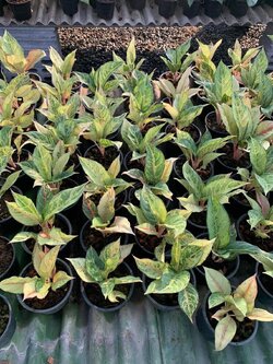 อโกลนีมา