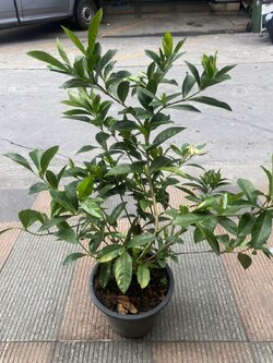 ต้นพุดเวียดนาม Cape Jasmine ต้นไม้มีดอกและมีกลิ่นหอม