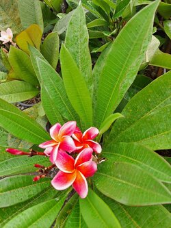 ต้นลีลาวดี ต้นลั่นทม Plumeria ไม้ดอกยืนต้น