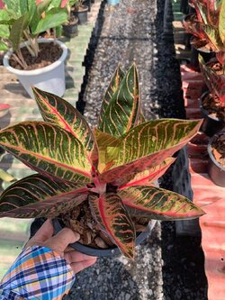 อโกลนีมา