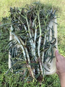 ต้นพันธุ์ ผักกระเฉด Neptunia oleracea Lour สำหรับปลูก 20 ต้นกิ่งพันธุ์ ตัดยาวๆ