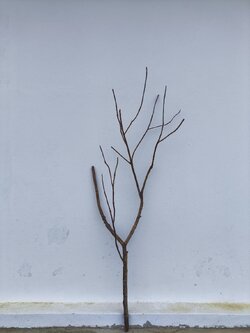 🌿 กิ่งไม้แห้งจริง Tree branch (เบอร์ 3)