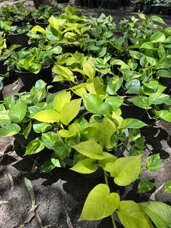 พลูด่าง / พลูด่างยักษ์ Golden pothos ไม้มงคล ไม้ฟอกอากาศ