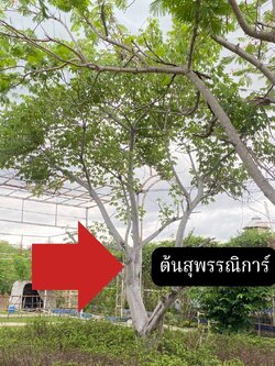 ต้นสุพรรณิการ์ Cochlospermum regium (Mart.&Schrank) Pilg
