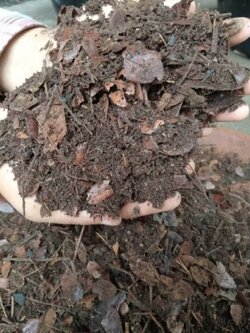 ใบก้ามปู ใบก้ามปูหมัก ดินหมักใบก้ามปู