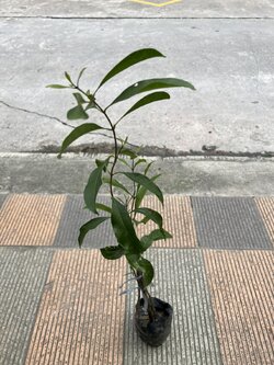 ปริศนา Nothern olive