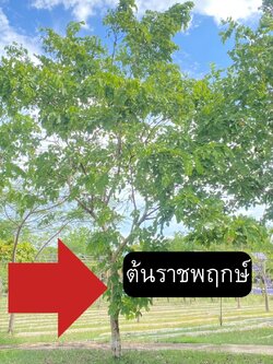 ต้นคูน Cassia fistula L.