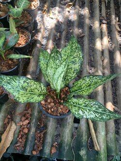 อโกลนีมา