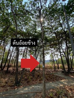 ต้นอ้อยช้าง Lannea coromandelica (Houtt.) Merr