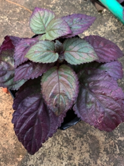 ดาดตะกั่ว Red Flame Ivy