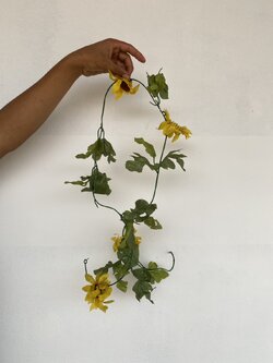 เถาดอกทานตะวันดอกใหญ่ Sun Flower