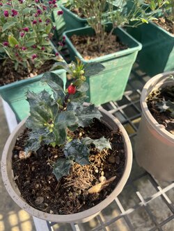 ฮอลลี่ Holly