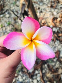 ต้นลีลาวดี ชมพูฮาวาย ต้นลั่นทม Plumeria ไม้ดอกยืนต้น