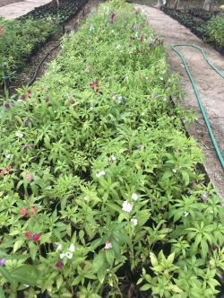 ต้นเทียน Garden Balsam