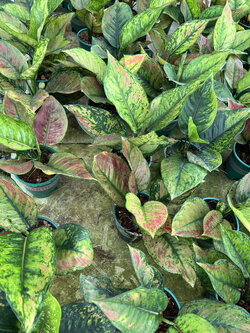 อโกลนีมา เฮง เฮง เฮง. Chinese Evergreen.