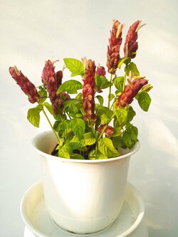 แดงคีรีบูน Cardinals Guard/Giant Red Justicia