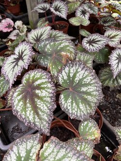 บีโกเนีย Begonia