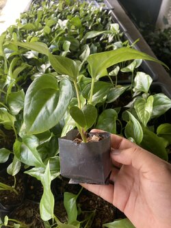 ต้นพลูทอง Golden Pothos