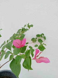 ต้นเฟื่องฟ้า Bougainvillea