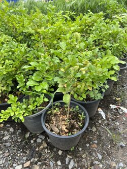 แก้ว Andaman satinwood