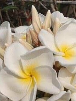 ต้นลีลาวดี ขาวกันจะมาพร ต้นลั่นทม Plumeria ruba