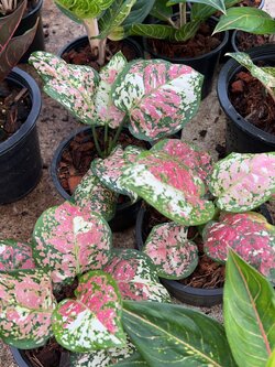 อัญมณี 3 สี Aglaonema tri color
