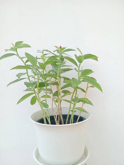 เอื้องหมายนา Crepe-ginger