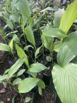 ต้นขมิ้นขาว White Turmeric