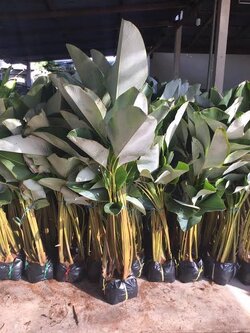 คล้าซิการ์ The Calathea Mey