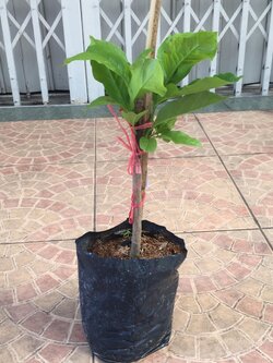 แมกโนเลียซูซาน Magnolia Susan จำปีซูซาน