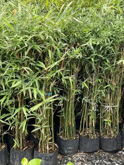 ไผ่จีน Arundinaria suberecta Munro