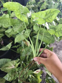 ต้นออมเงิน Syngonium