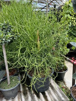 พญาไร้ใบ pencil cactus ต้นไม้ฟอกอากาศ Euphorbia tirucalli