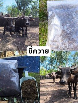 ซื้อ 1 ชุดแถม 1 ชุด ขี้ควายแห้งแท้ 100%