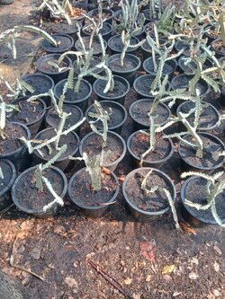 ต้นยูโฟเบีย แลคเทีย Euphorbia lactea