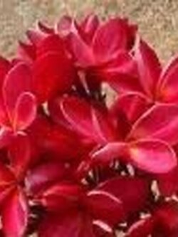 ต้นลีลาวดี หงส์แดง ต้นลั่นทม Plumeria ไม้ดอกยืนต้น